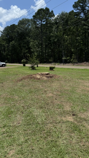 Clean yard with only the cut stump remaining after tree removal