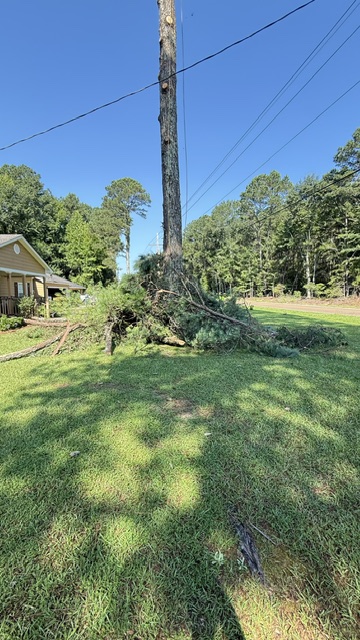 Large tree fallen over power lines in a residential yard